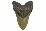 Serrated, Fossil Megalodon Tooth - North Carolina #338598-1